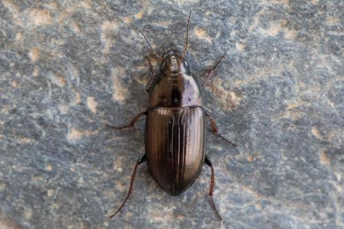 Réf. 253 304 : Amara aenea